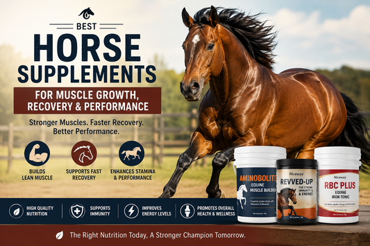 Best Horse Supplements for Muscle Growth, Recovery & Performance