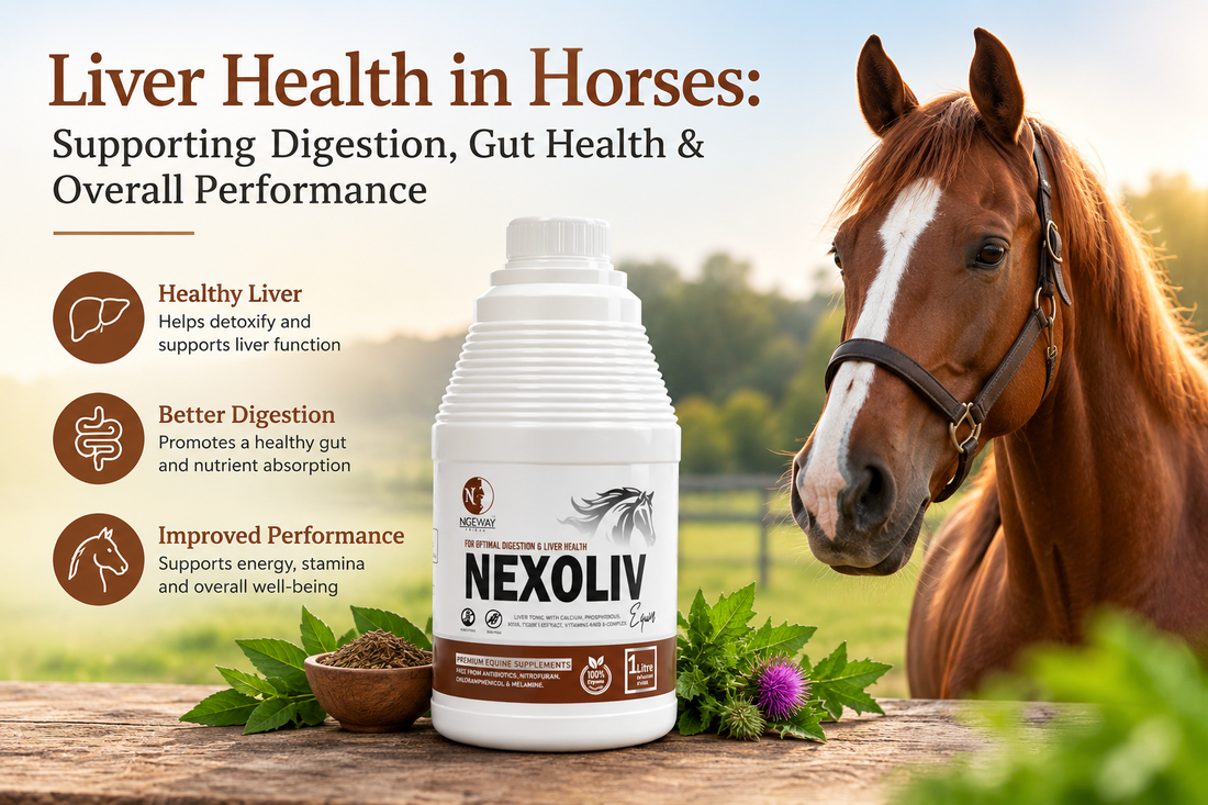 Liver Health in Horses: Supporting Digestion, Gut Health & Overall Performance