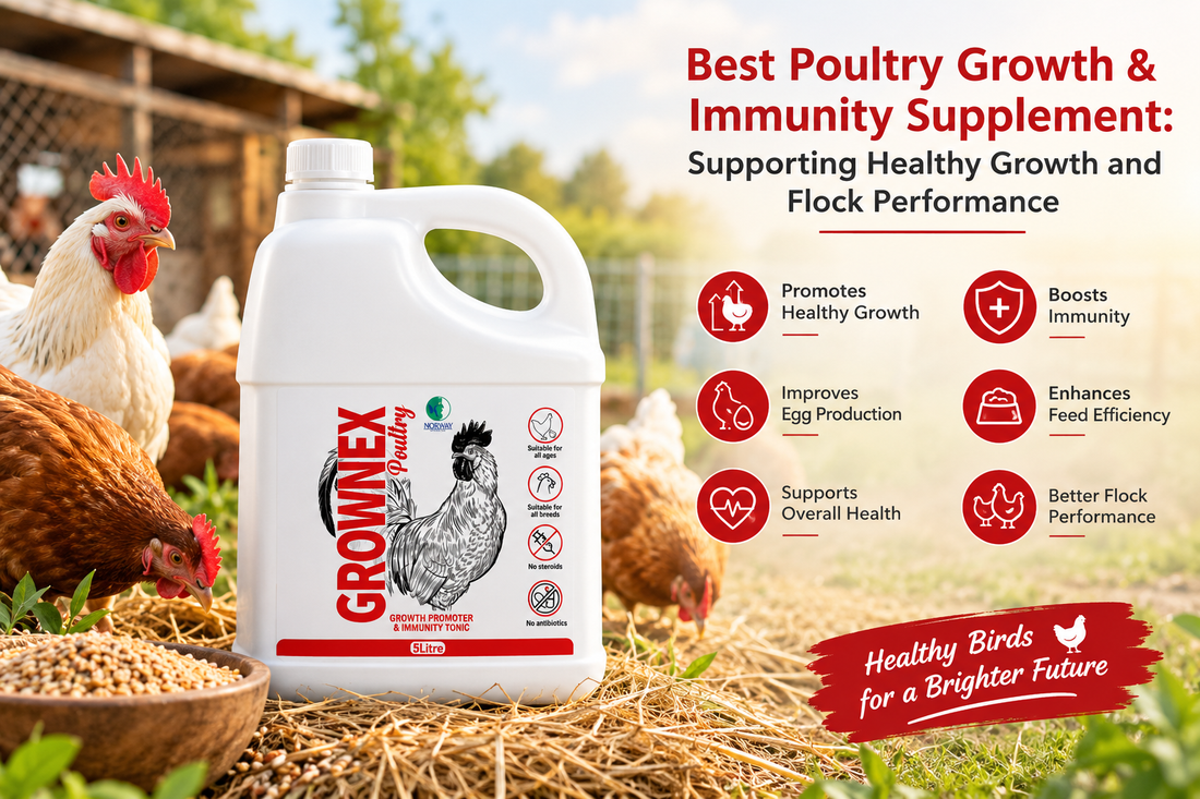 Best Poultry Growth & Immunity Supplement: Supporting Healthy Growth and Flock Performance