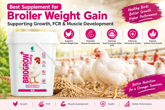 Best Supplement for Broiler Weight Gain: Supporting Growth, FCR & Muscle Development