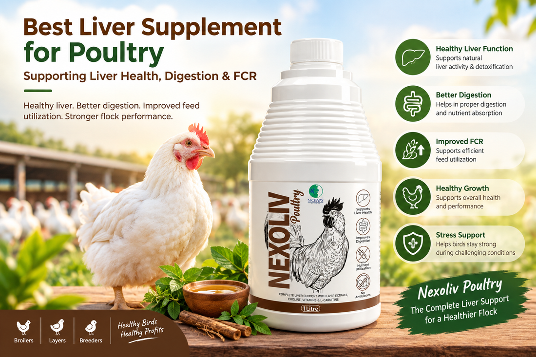 Best Liver Supplement for Poultry: Supporting Liver Health, Digestion & FCR