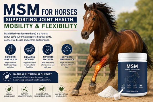 MSM for Horses: Supporting Joint Health, Mobility & Flexibility