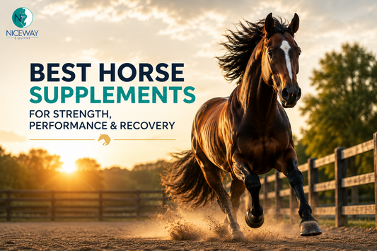 Best Horse Supplements for Strength, Performance & Recovery