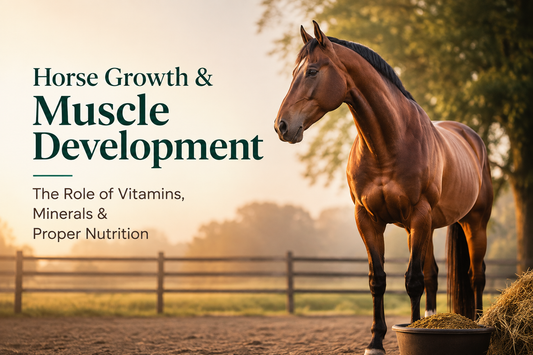 Horse Growth & Muscle Development: The Role of Vitamins, Minerals and Proper Nutrition