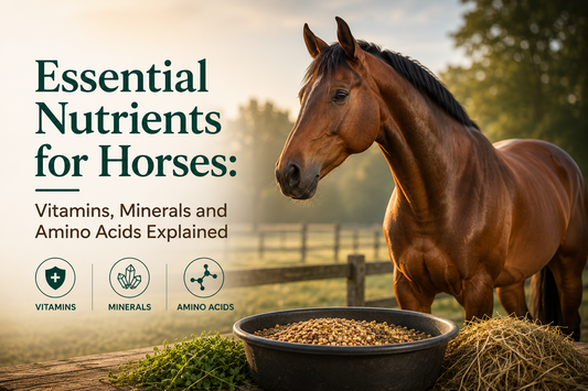 Essential Nutrients for Horses: Vitamins, Minerals and Amino Acids Explained